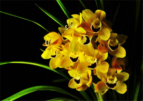 What should we pay attention to when raising orchids?