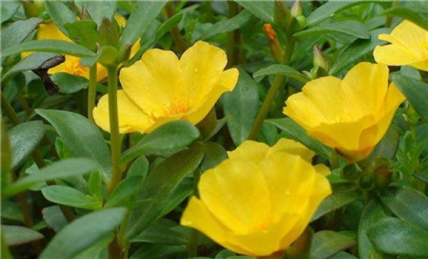 Scutellaria Scutellaria