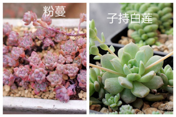 The Difference between Zi Chi Bai Lian and Fen Man