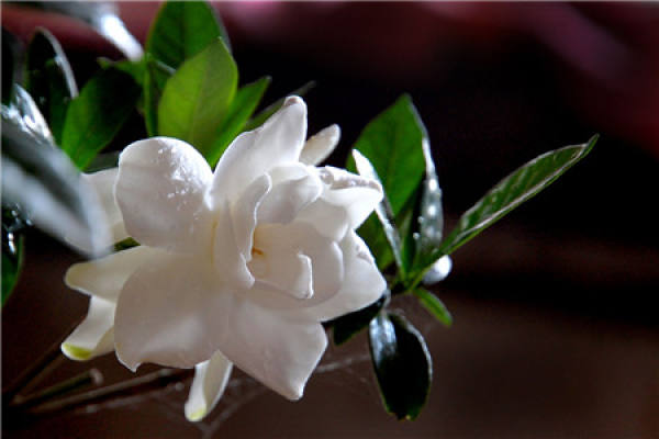 Gardenia needs reasonable fertilization