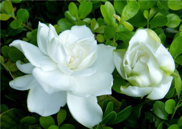 Florescence of Gardenia jasminoides