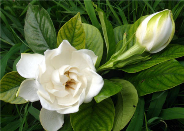 Florescence of Gardenia jasminoides