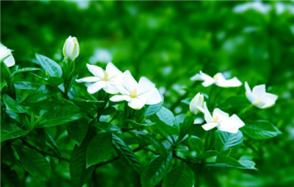 flowering period of Gardenia