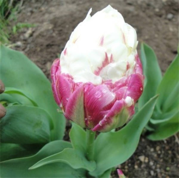 ice cream tulip