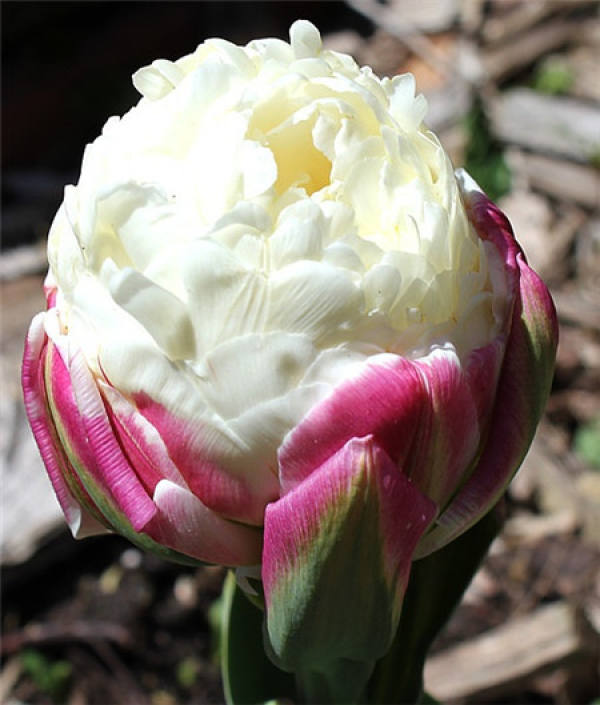 ice cream tulip