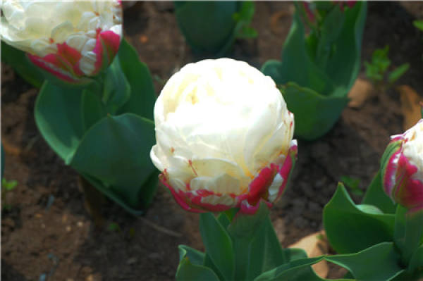 Ice cream tulip appreciation