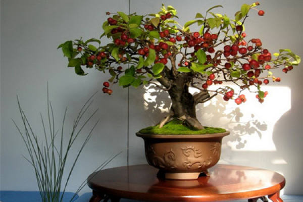Appreciation of Fruit and Wood Bonsai