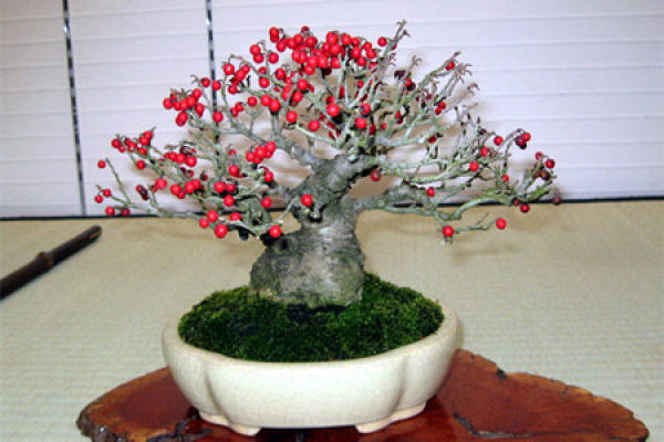 Appreciation of Fruit and Wood Bonsai
