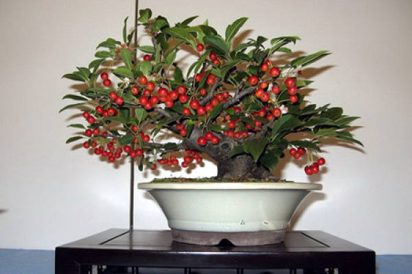 Appreciation of Fruit and Wood Bonsai