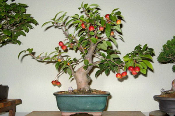 Appreciation of Fruit and Wood Bonsai
