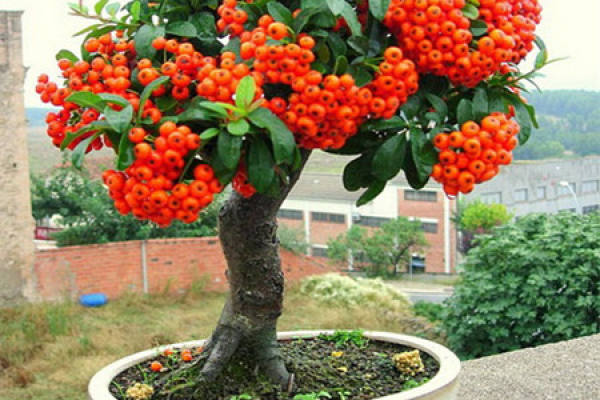 Appreciation of Fruit and Wood Bonsai