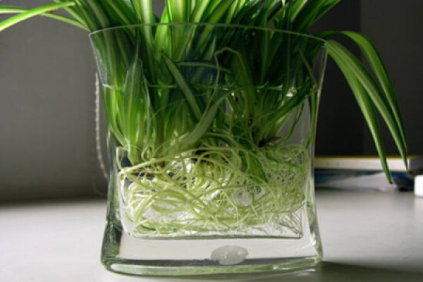 Soilless culture