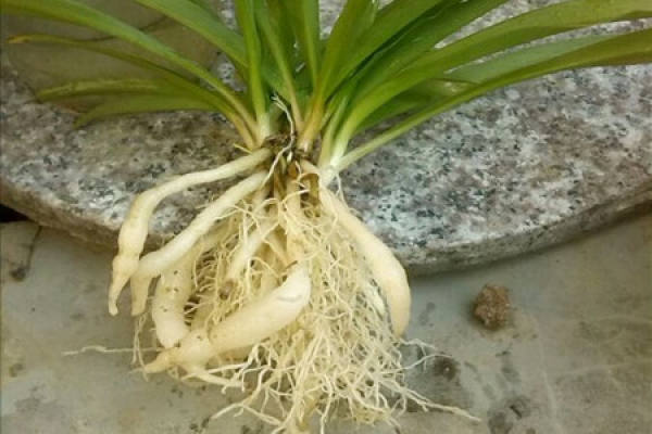 Soilless culture