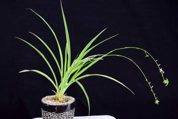 Soilless culture
