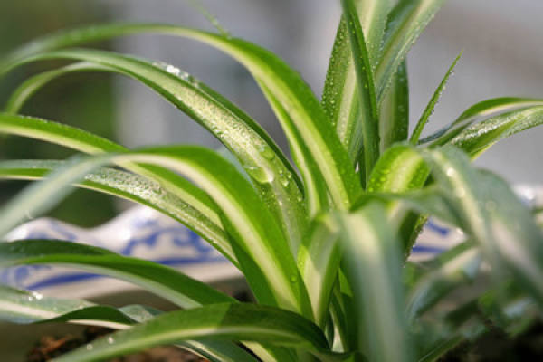 Chlorophytum comosum