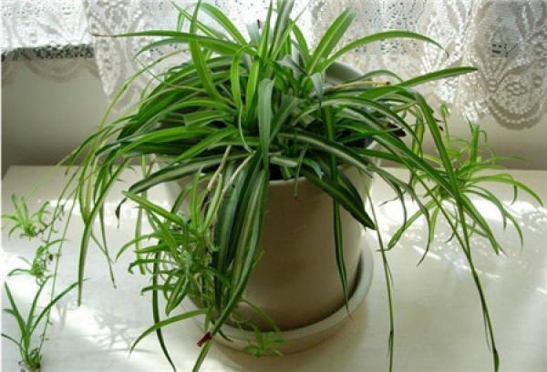 Culture method of chlorophytum comosum
