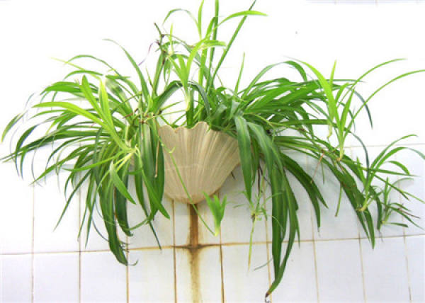 cultivation method of Chlorophytum