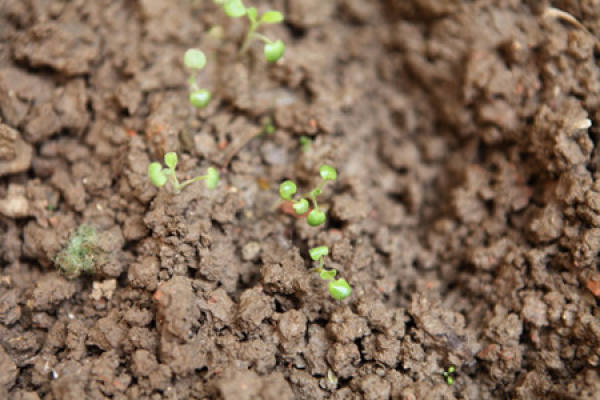 Seed