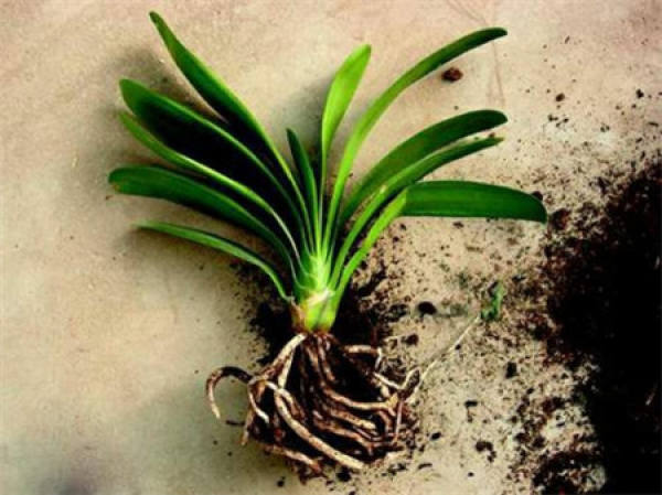 Cause of root rot of Clivia