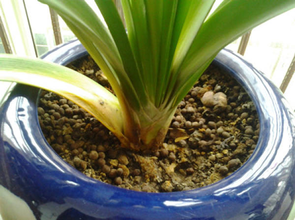 Cause of root rot of Clivia