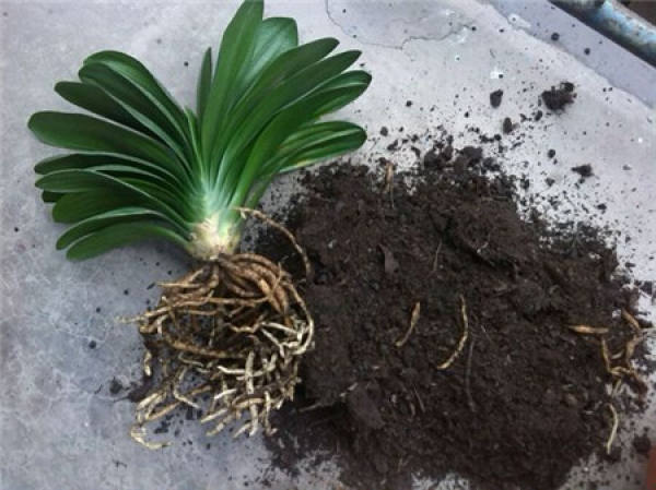 Cause of root rot of Clivia
