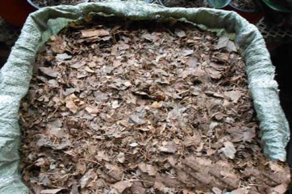 Cause of root rot of Clivia