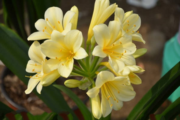 cause of rotten roots of Clivia