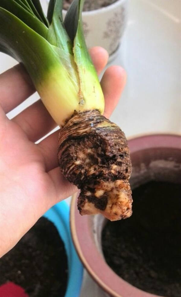 Cause of root rot of Clivia