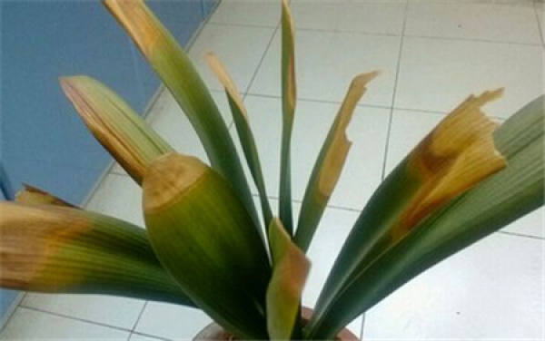 The whole leaves of Clivia miniata turn yellow.