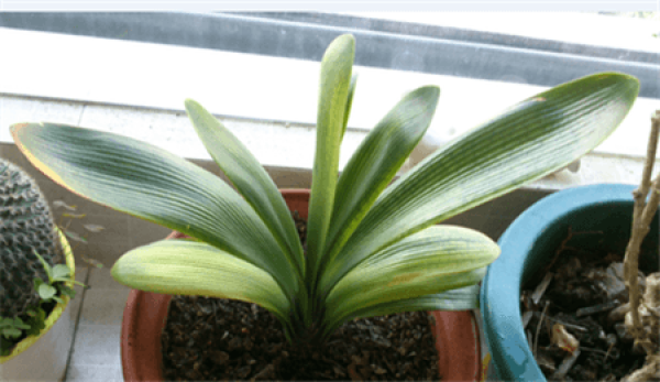 The whole leaves of Clivia miniata turn yellow.