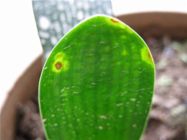 the whole leaf of Clivia turns yellow