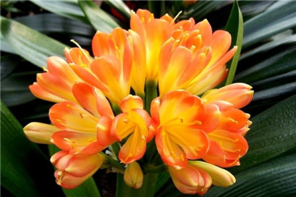 Clivia miniata