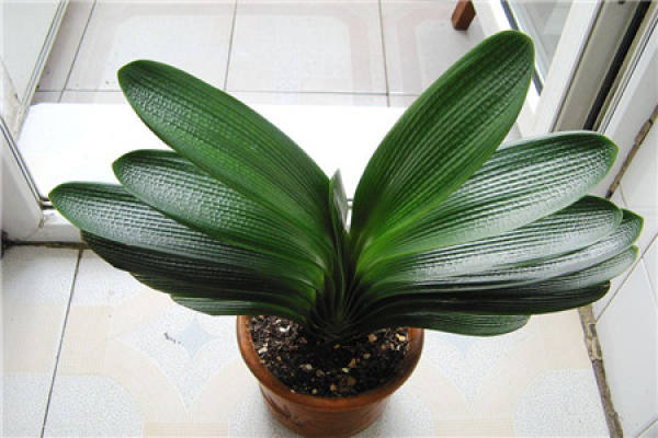Clivia miniata