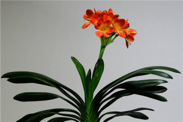 Clivia miniata