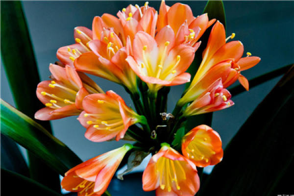 Clivia miniata
