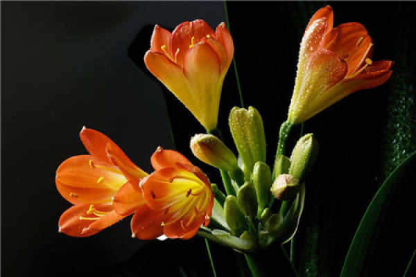 Clivia miniata