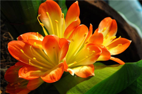 Clivia miniata