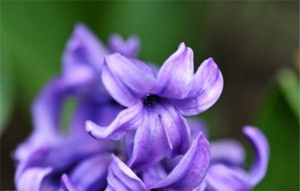 Hyacinth