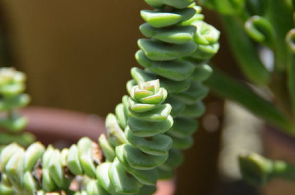 The Illumination Condition of Sedum spectabilis