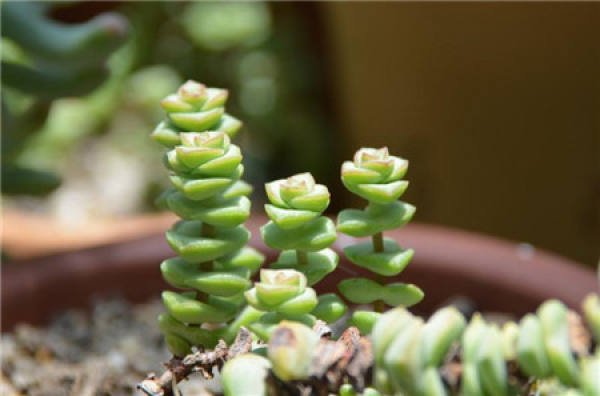 The Illumination Condition of Sedum spectabilis