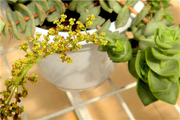The Illumination Condition of Sedum spectabilis