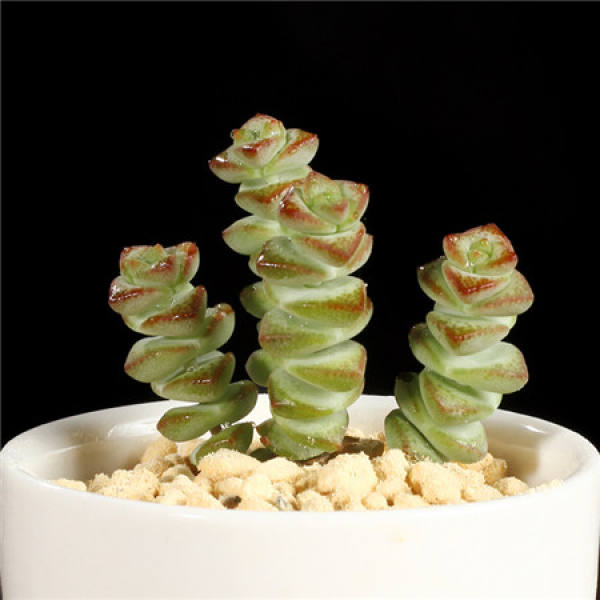 Requirements for Potted Soil of Sedum spectabilis
