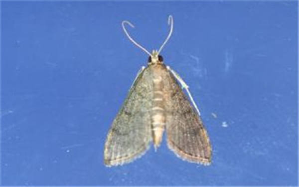 Common insect pest of jasmine and their control method Common insect pest of jasmine and their control method