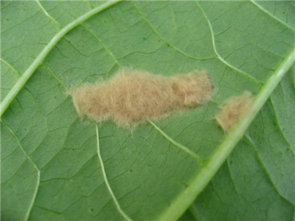 Common insect pest of jasmine and their control method Common insect pest of jasmine and their control method