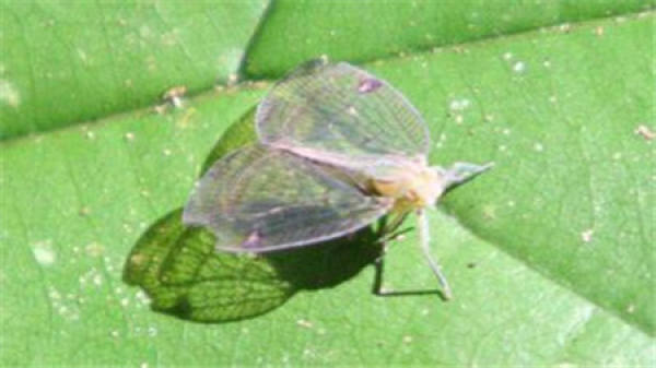 Common insect pest of jasmine and their control method Common insect pest of jasmine and their control method