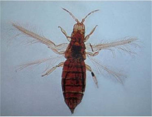 Common insect pest of jasmine and their control method Common insect pest of jasmine and their control method