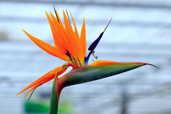 Precautions for Strelitzia reginae cultivation
