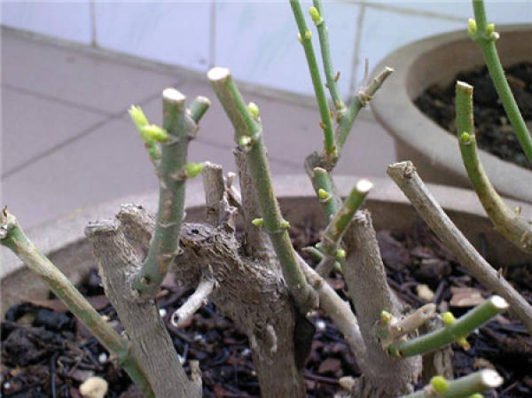 Long-term pruning of jasmine peanut