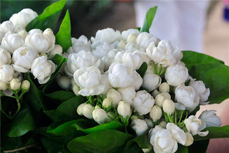 Paragraphe Porc Est Plus Que Jasmin Grimpant Exterieur R&eacute;ussi Imiter Charg&eacute;