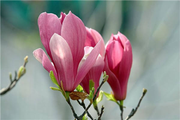 Magnolia liliflora